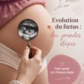 Diagramme illustrant l'évolution du fœtus pendant la grossesse