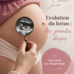 Diagramme illustrant l'évolution du fœtus pendant la grossesse
