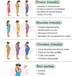 Image représentant les étapes clés des trimestres de grossesse, illustrant le développement du bébé.