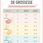 Calendrier de grossesse illustrant les conseils et étapes à suivre
